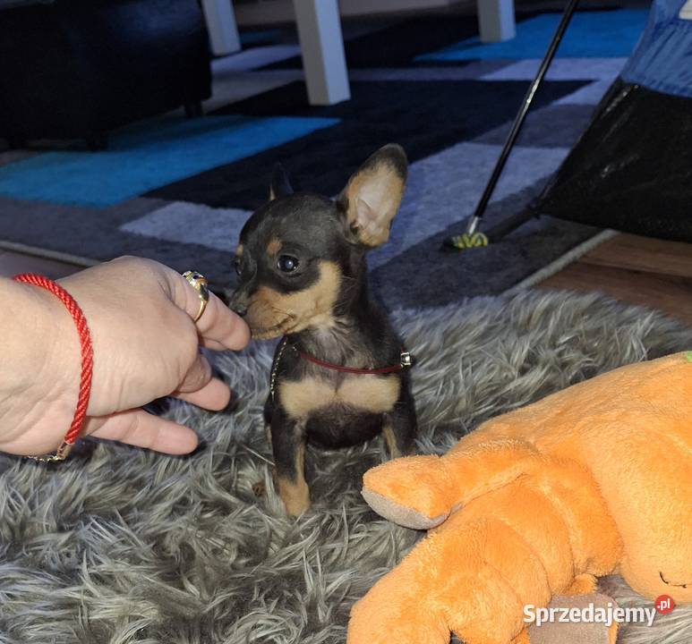 Pinczer ratlerek miniaturka