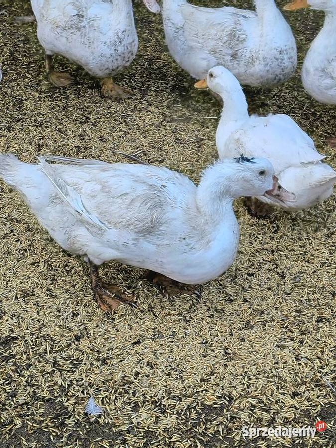 Sprzedam KaczkogesiKaczki Pekin Gęsi Roszkowo