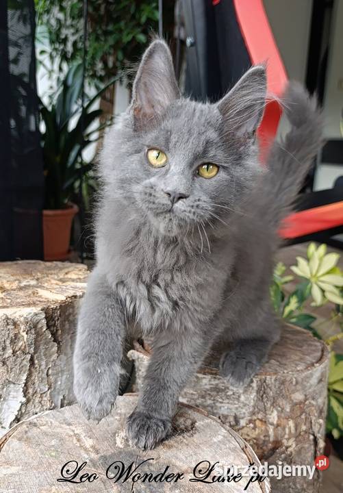 Niebieski Maine Coon FPL Gdańsk