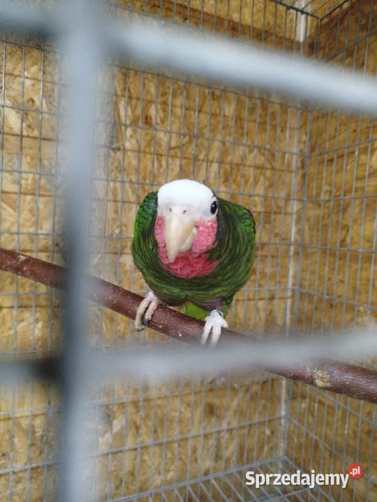 Amazónka kubańska para Siedlce