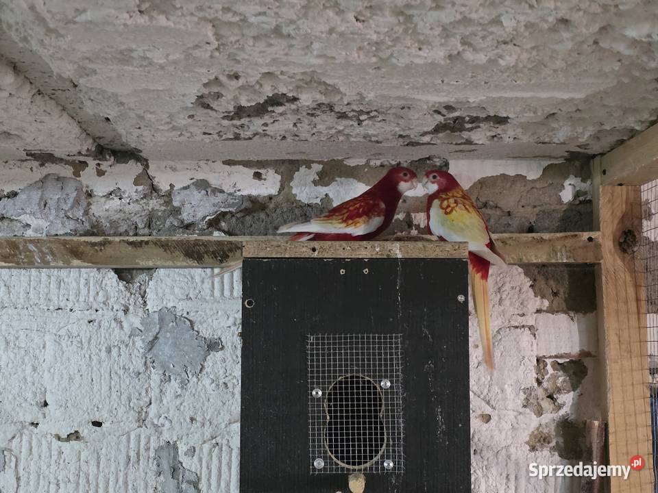 Rozella białolica rubino para Wolkowo