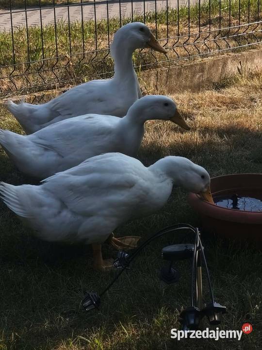 Sprzedam kaczki Pekin chów przydomowy Golub-Dobrzyń