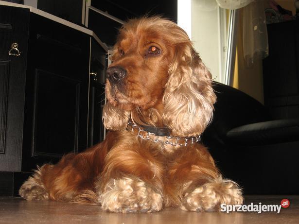 COCKER SPANIEL szczenięta Hodowla zarejestrowana