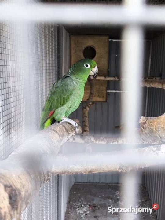 Amazonka Skromna Mączna Niepołomice sprzedam