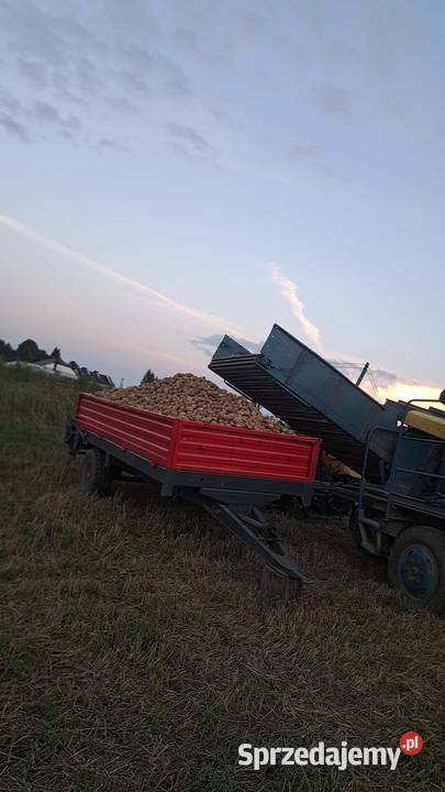 ziemniaki jadalne Wierbka