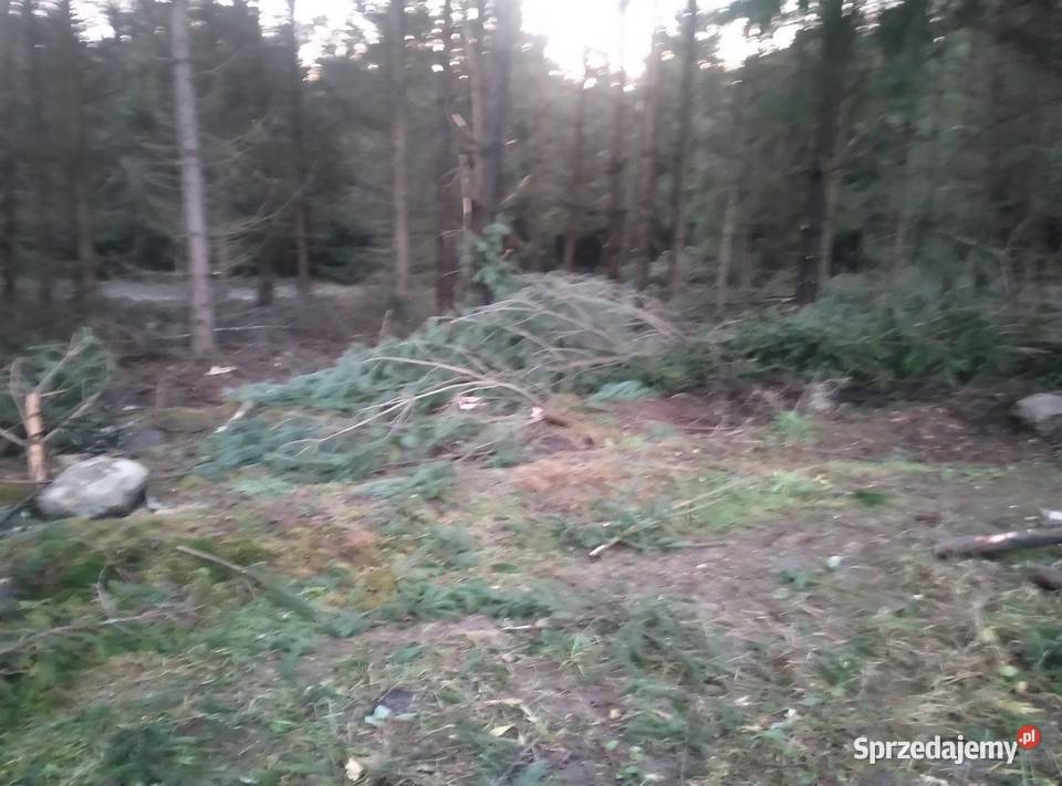 Gałęzie świerkowe i sosnowe na zrębki Barczewo