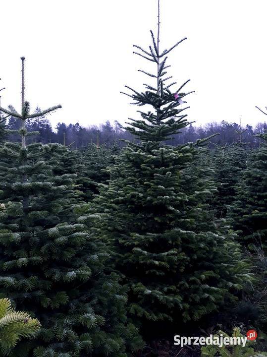 Jodła Kaukaska Nordmann cięta choinki z Danii 4 Lublin