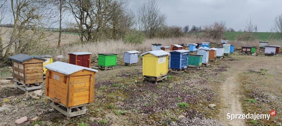 Sprzedam rodziny pszczele ule warszawskie warmińsko-mazurskie Kętrzyn sprzedam