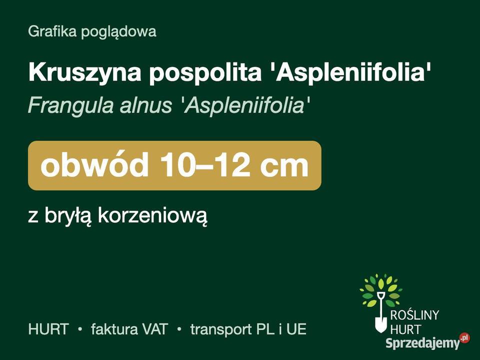 Kruszyna pospolita Aspleniifolia obwód 1012 z