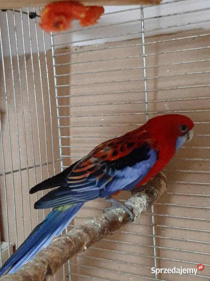 Rozella królewska samica 4l mazowieckie Wojszczyce