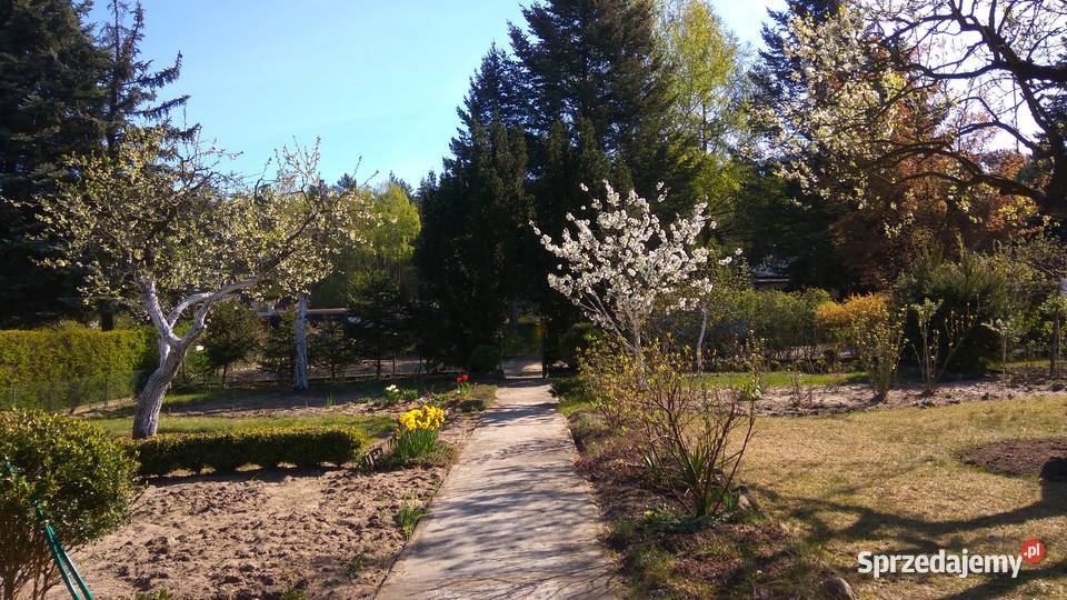 Działka ROD Poznań Darzynka prąd woda drzewka