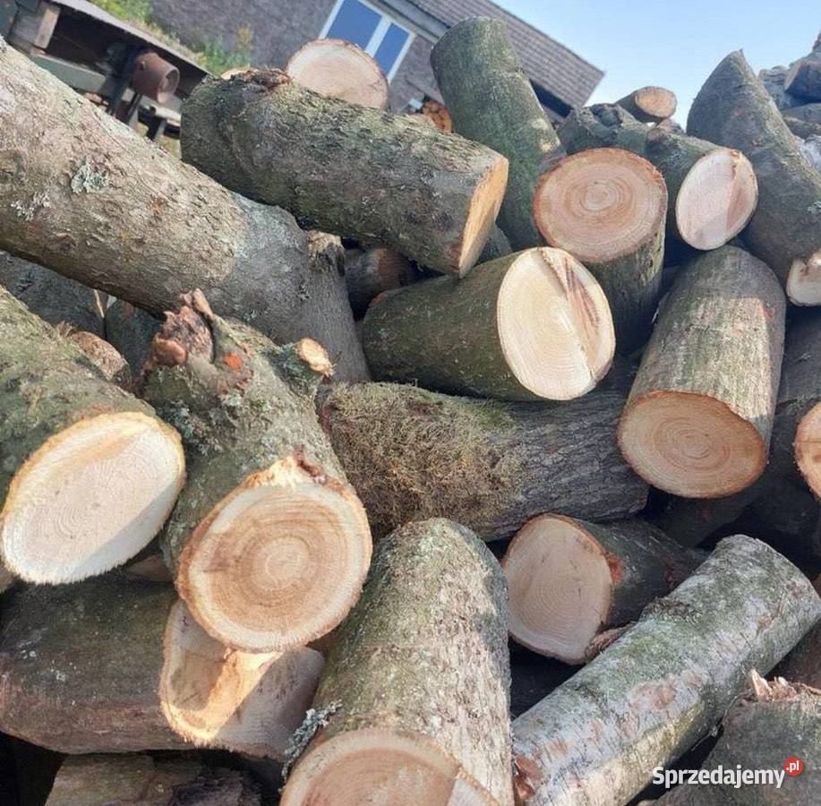 Gałeziówka liściasta Stargard