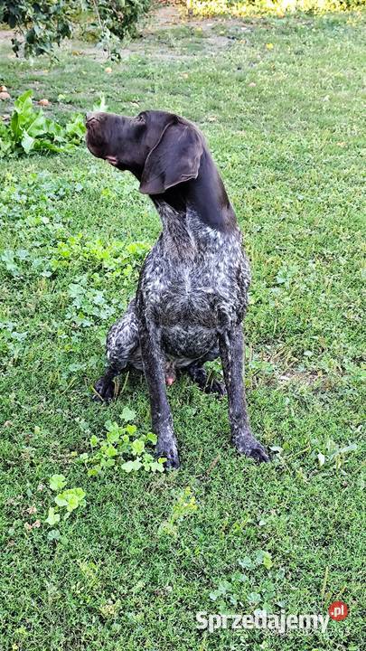 Wyżeł Niemiecki Krótkowłosy Łuków