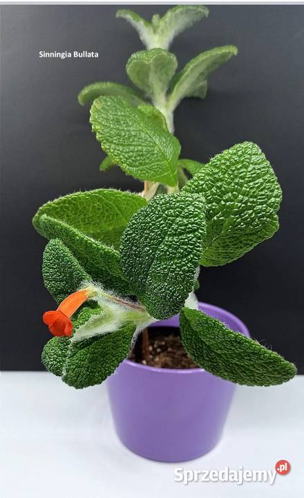 Sinningia Bullata botaniczna rodzina fiołek Radzyń Podlaski