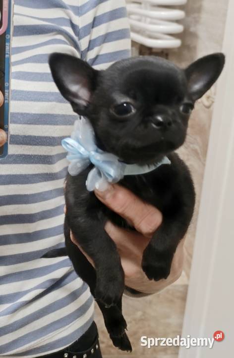 Chihuahua czarny Warszawa