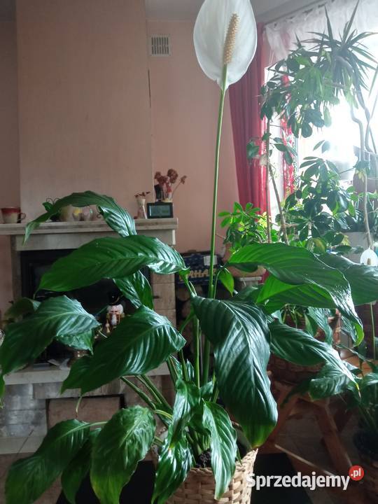 Ozdoba domu skrzydłokwiat małopolskie