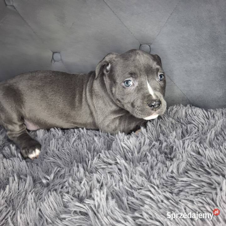 Amstaff szczeniak blue wyprawka metryka czip sprzedam