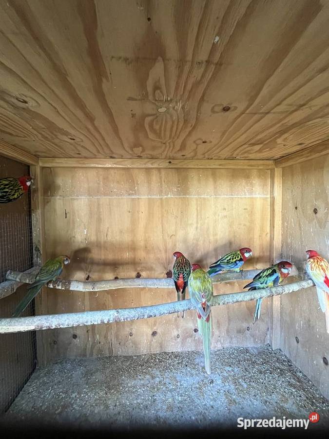 Rozelle białolice pary lęgowe i młode Chomentów-Puszcz