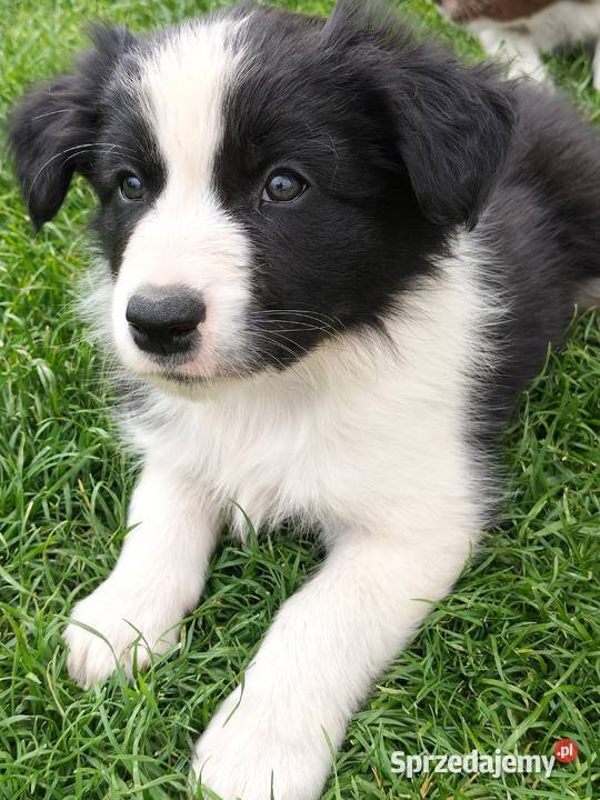 Szczeniak Border Collie ZKwP FCI opolskie
