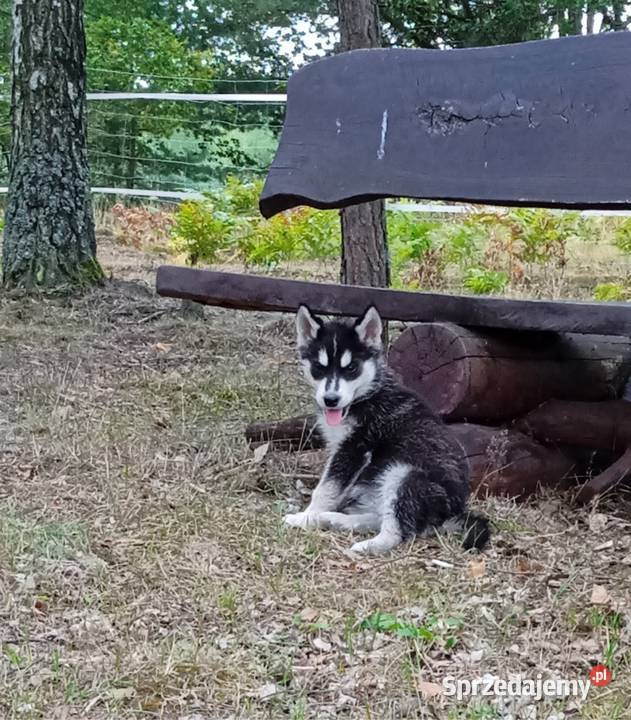 siberian husky suczka Husky Bełchatów