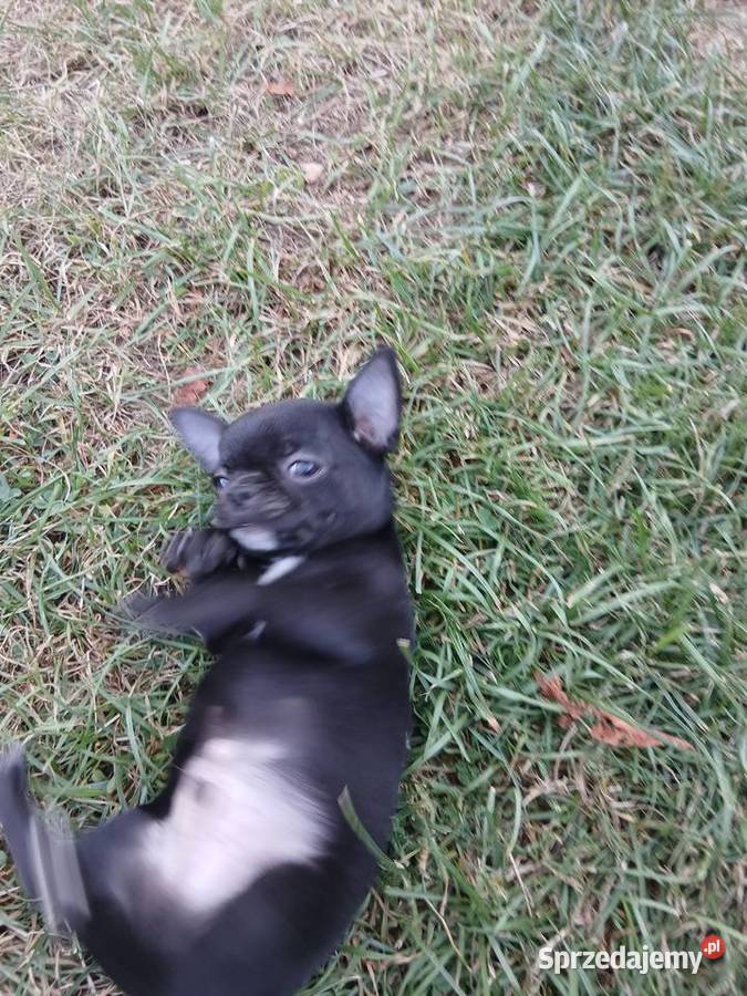 Chihuahua czarny piesek Lublin