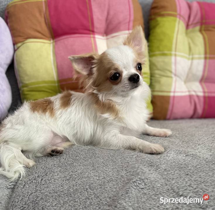 Piesek śnieżnobiały chihuahua ZKwP Wrocław