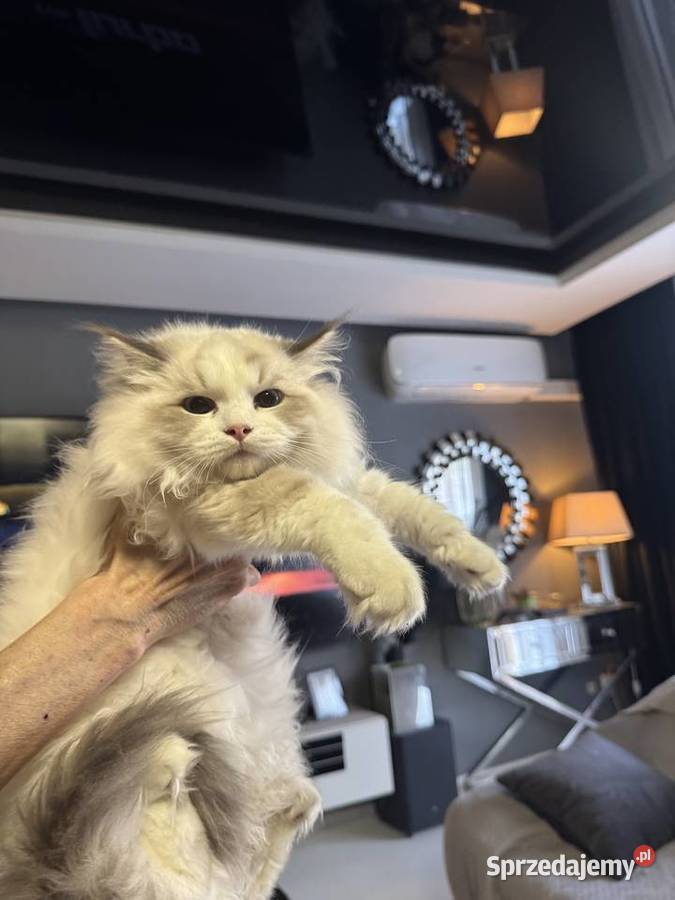 Ragdoll Wrocław Ragdoll dolnośląskie