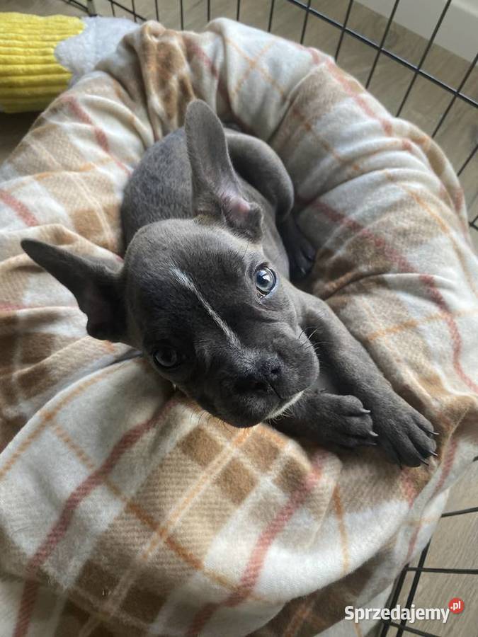 Buldog francuski wszystko co potrzebuje Wrocław