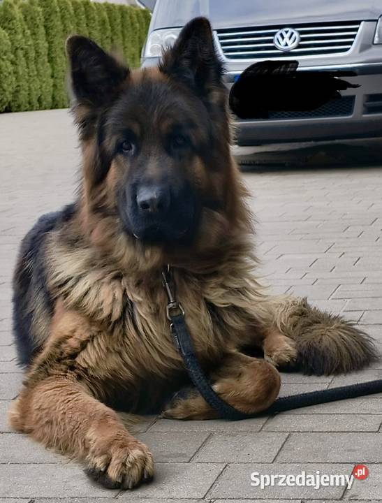 Owczarek Niemiecki Długowłosy łódzkie