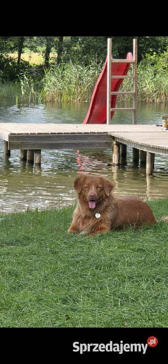 Nova Scotia Duck Tolling Retriever Pruszcz Gdański