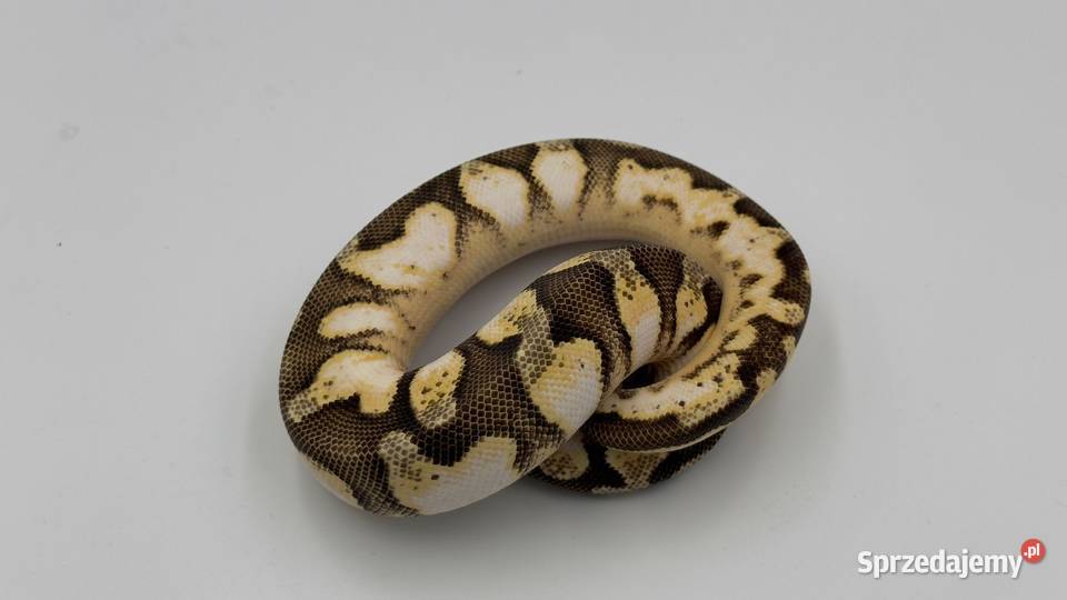 Pastel Enchi Orange dream Sugar Yellow belly