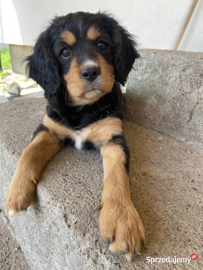 Piękne suczkicavalier king charles spaniel podkarpackie Zarzecze