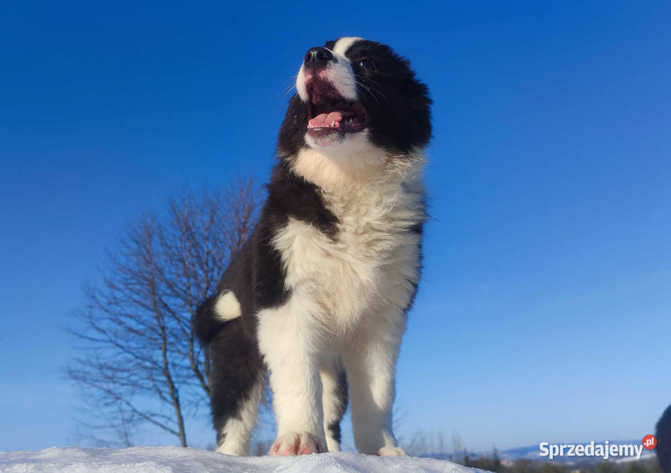 BORDER COLLIE piękna suka z Hodowli Szczenię z Iwonicz