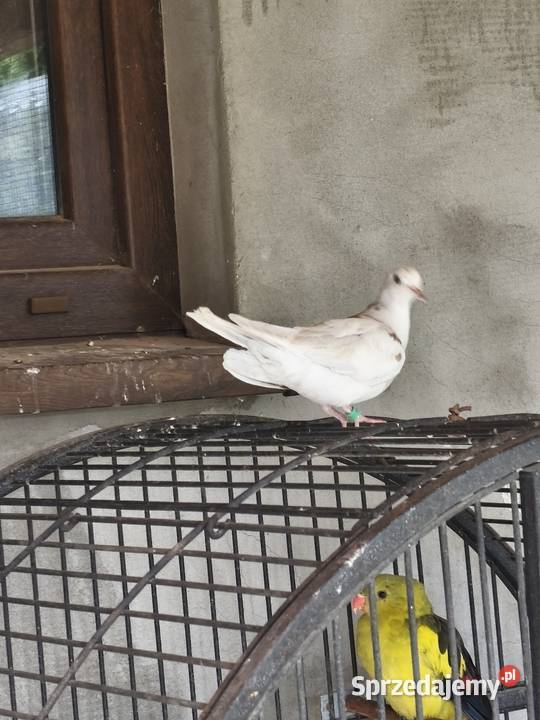 Cukrowki ptaki sprzedam