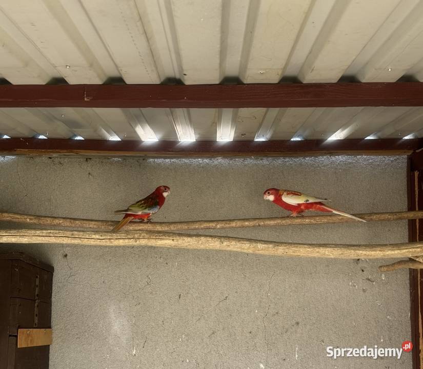 Rozella rozelle rozela rozele Solec-Zdrój