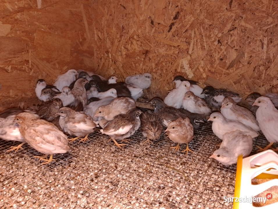 Przepiórki chińskie Dubin