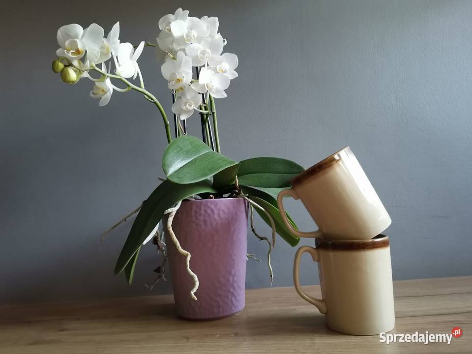 Stare unikatowe nieużywane 2 kubki porcelit śląskie Siemianowice Śląskie sprzedam