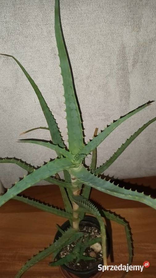 Aloes duża wieloletnia roślina wysokość 50