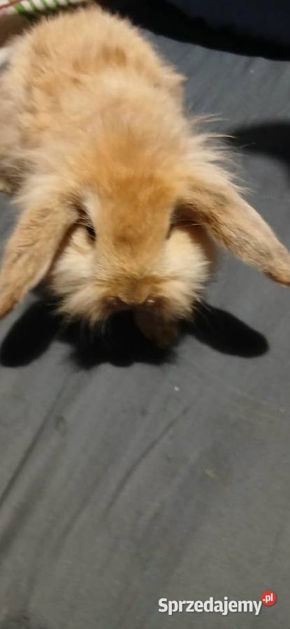 Mini lop króliczki Radzymin