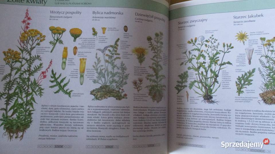 Kwiaty w mieszkaniuNasza przyrodaLeksykon roslin sprzedam