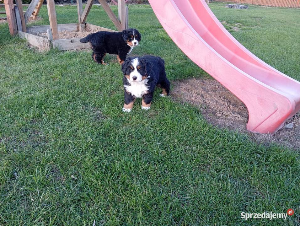 Berneński Pies Pasterski lubelskie Wilków