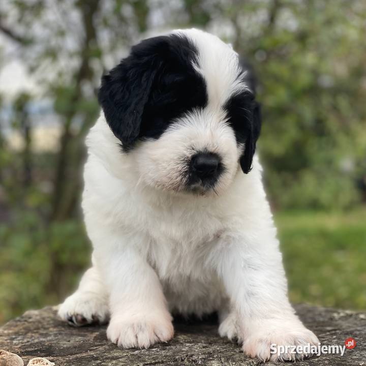 Szczeniaki Owczarek Rumuński Mioritic Opole