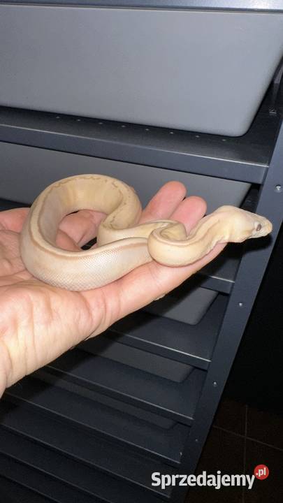 Pyton regius Banana samiczka kujawsko-pomorskie Bydgoszcz