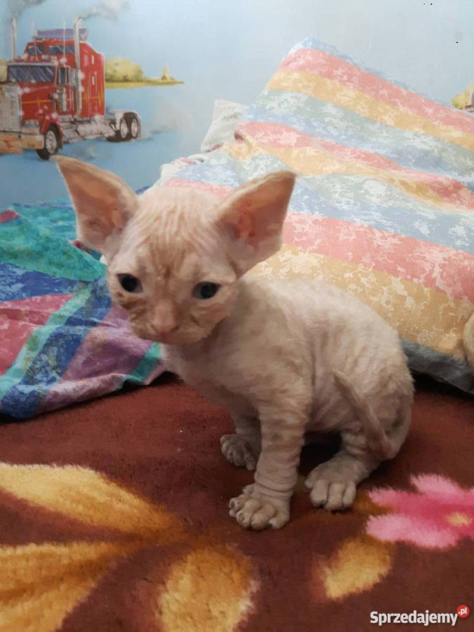 Devon Rex zapowiedź miotu Zwierzęta Bystrzyca Kłodzka sprzedam