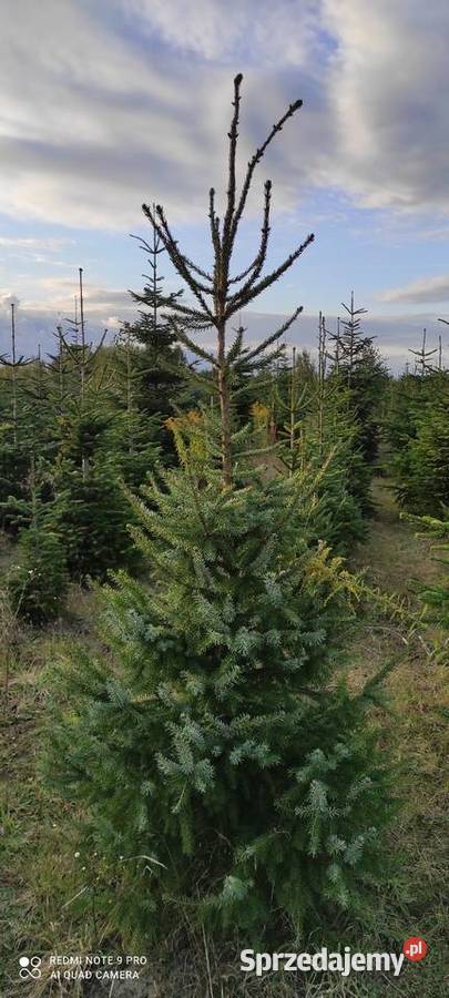 Świerk Serbski Picea Omorika Białobrzegi