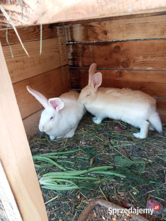 Króliki Termondzkie samice i samce młode i lubelskie Krasnystaw