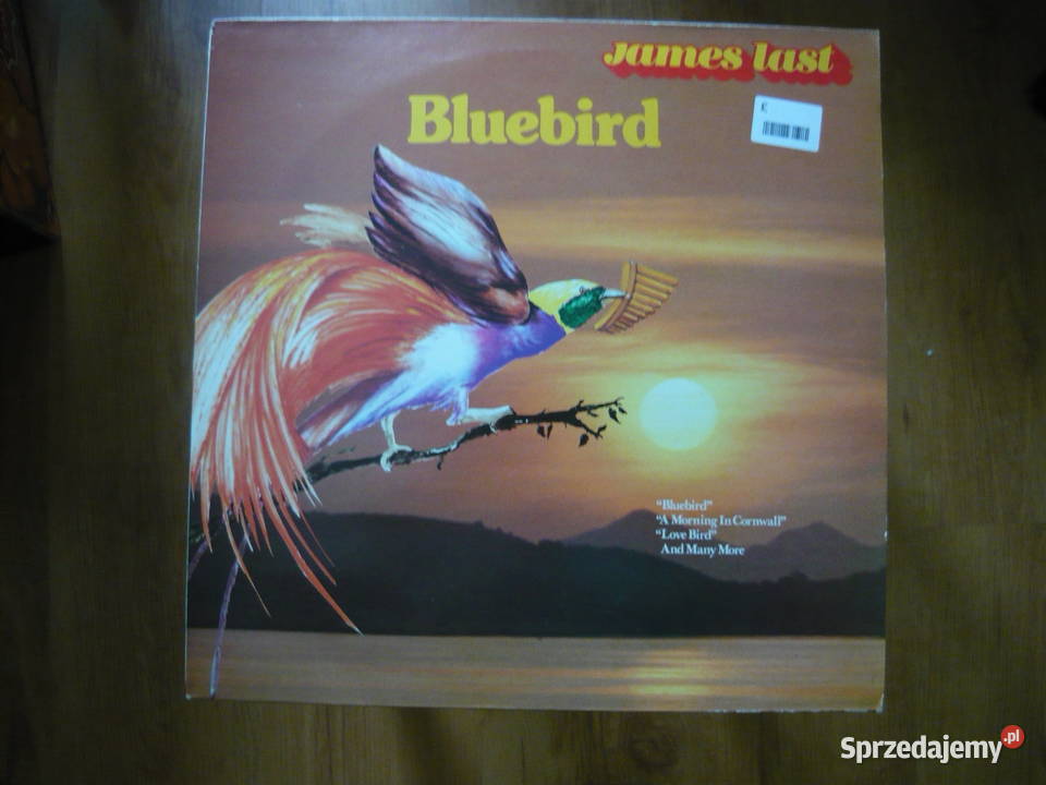 Bluebird Myszków