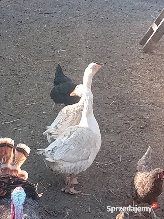 Sprzedam gęsi