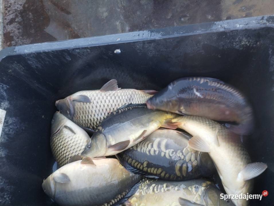 Sprzedam karpia śląskie Dankowice