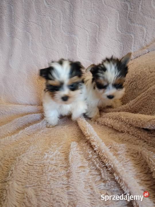 Sprzedam sunie Yorkshire Terrier Bewer Tanowo